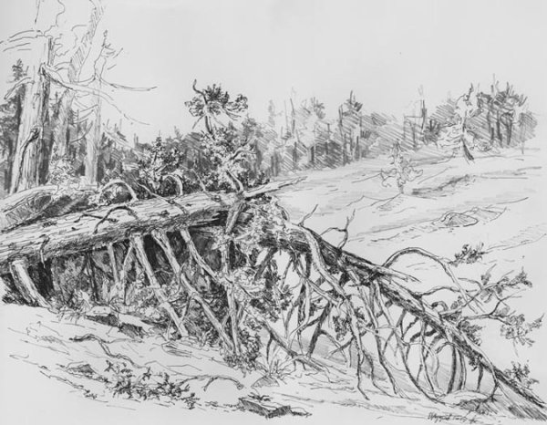 Поваленное дерево Графика