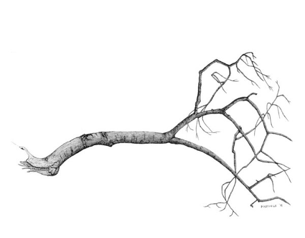 Ветка дерева карандашом