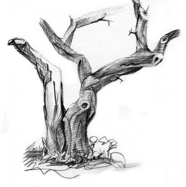 Ветка дерева в графике