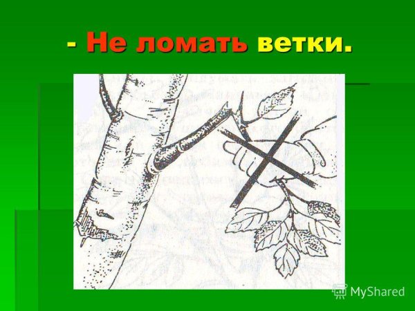 Не ломать ветки