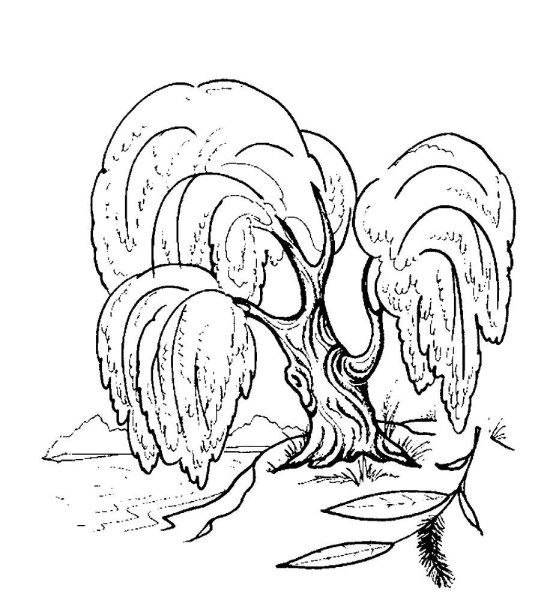 Раскраска дерево Ива