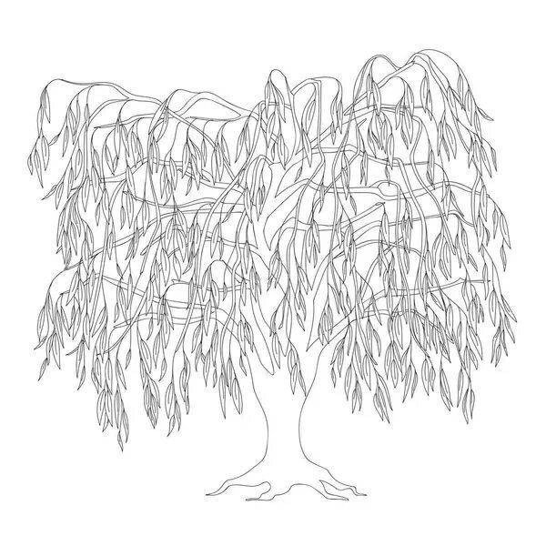 Раскраска дерево Ива для детей