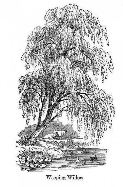 Дерево плакучей ивы для гравировки