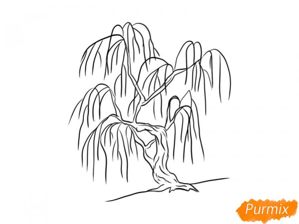 Ива рисунок