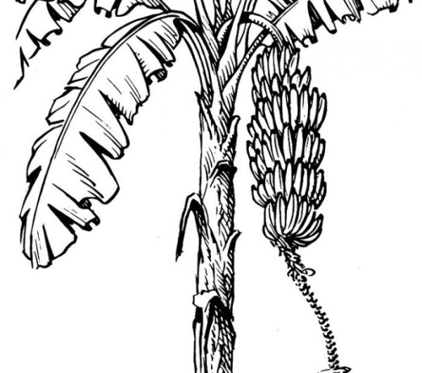 Банановое дерево раскраска