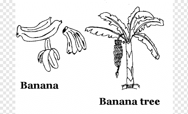 Банановая Пальма раскраска для детей