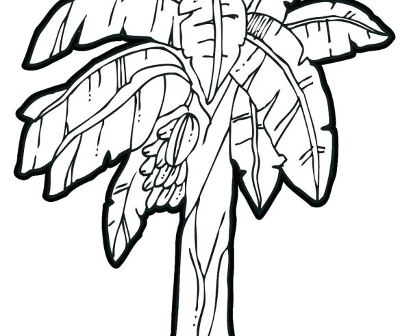 Банановое дерево раскраска