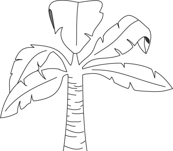 Банановое дерево раскраска