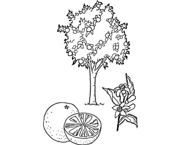 Апельсиновое дерево раскраска