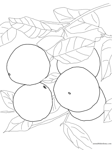 Раскраска апельсиновое дерево для детей