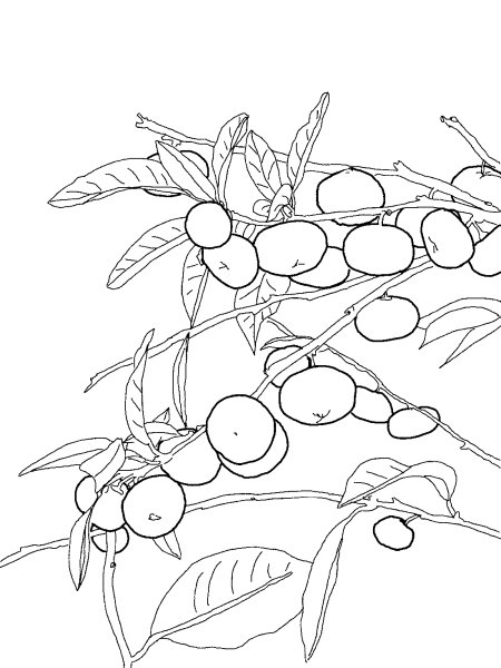 Облепиха раскраска