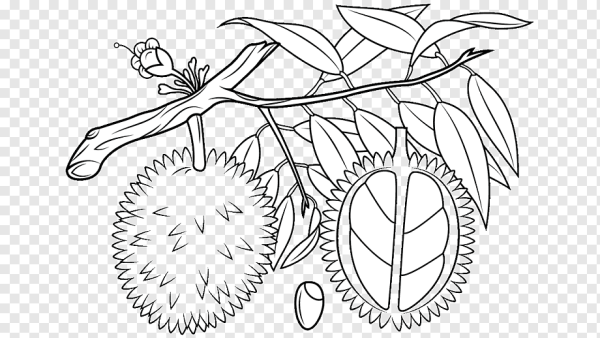 Тропические фрукты раскраска