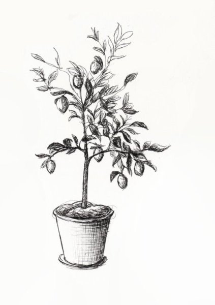Лимонное дерево эскиз