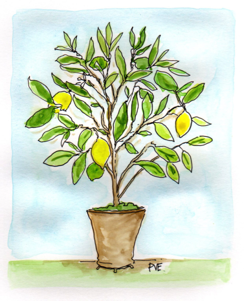 Икеа лимонное дерево