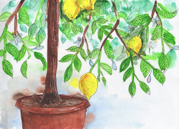 Нарисовать лимонное дерево