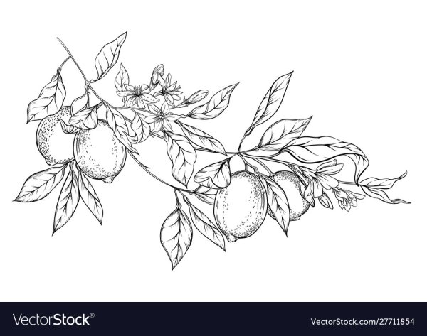 Ветка лимона эскиз