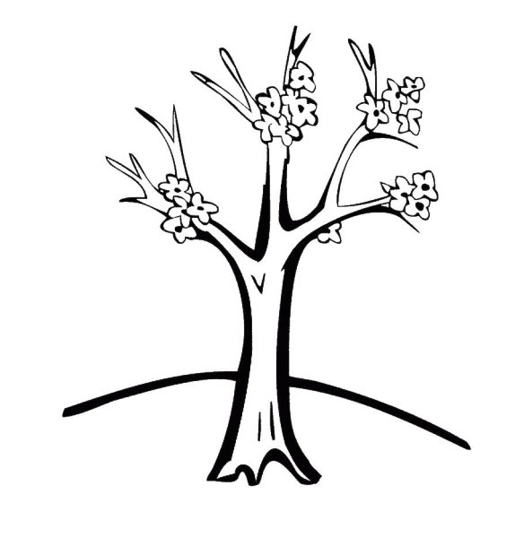 Весеннее дерево раскраска