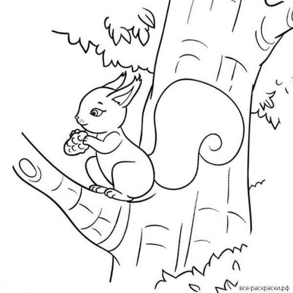 Белка на дереве раскраска