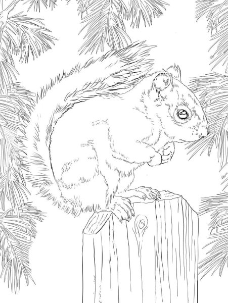 Раскраска Белочка на дереве