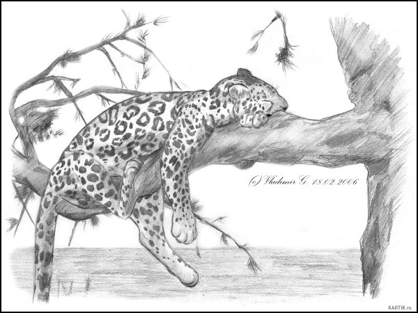 Леопард для срисовки