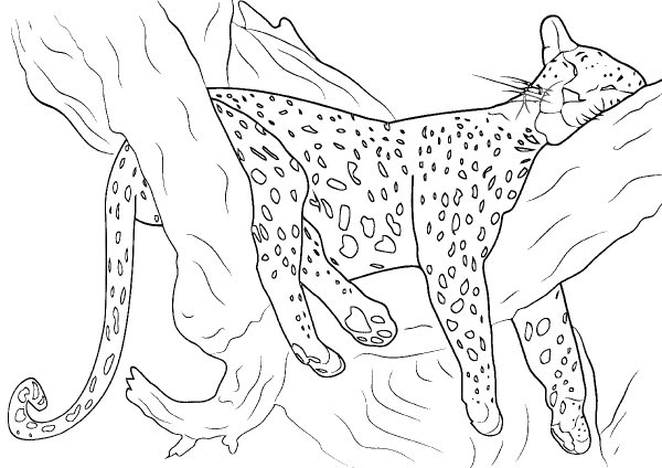 Раскраска леопард