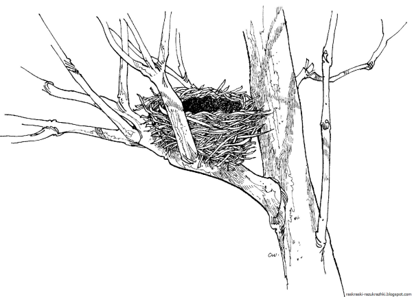 Дерево с гнездом раскраска