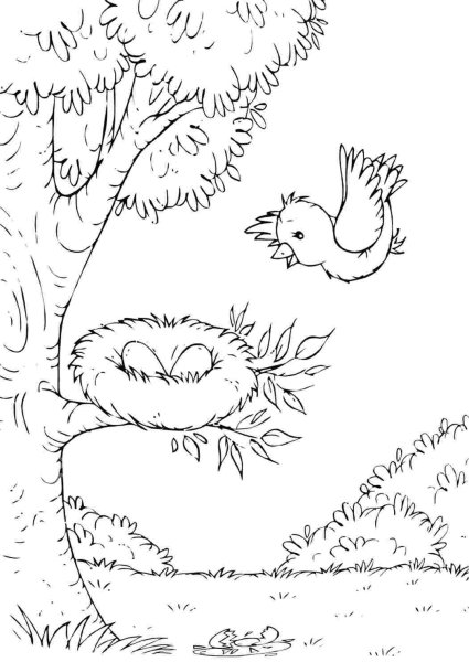 Раскраска гнездо птицы