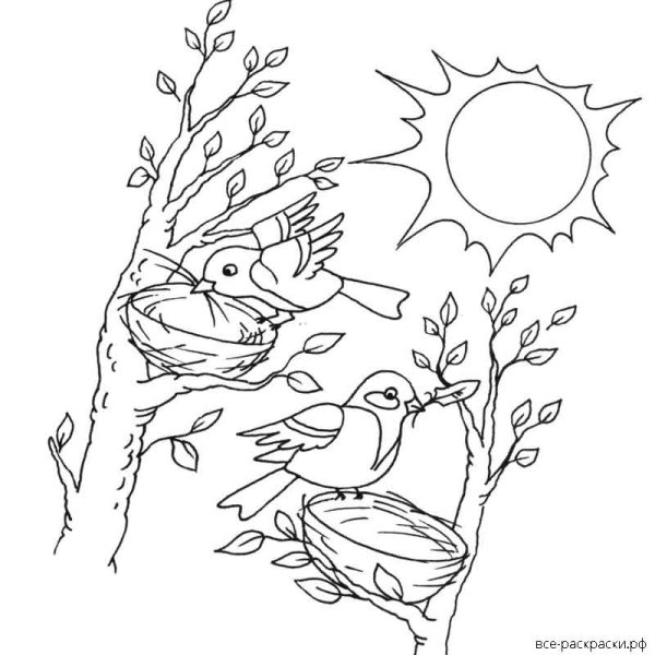 Раскраска птицы вьют гнезда