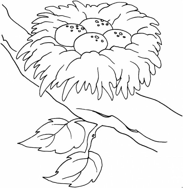 Гнездо раскраска