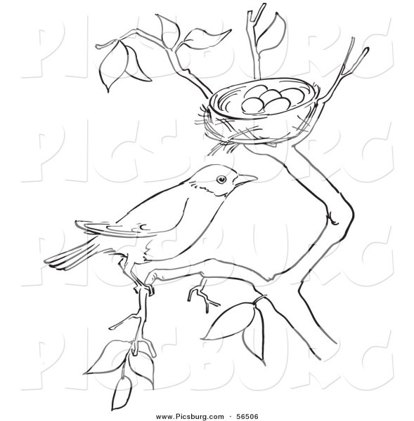 Раскраска птицы в гнезде на дереве