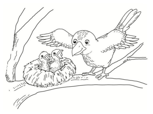 Раскраска птенцы в гнезде