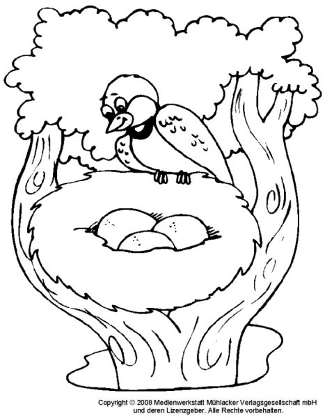 Раскраска гнездо птицы для детей