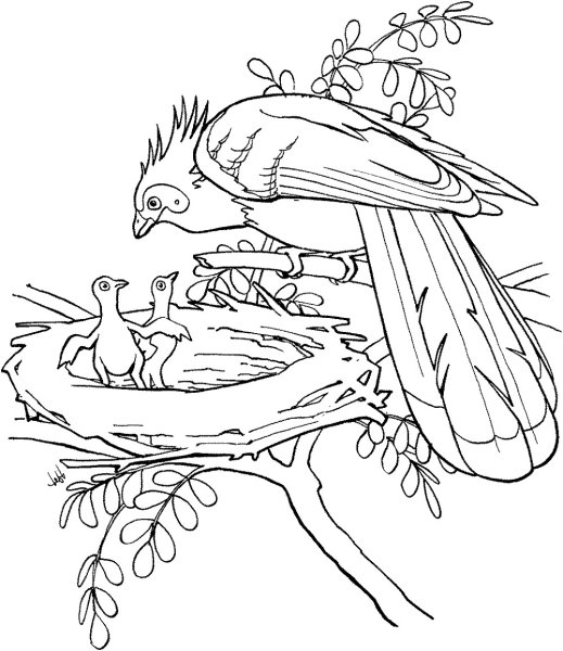 Лесные птицы раскраска