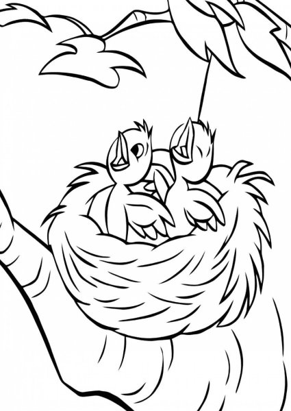 Раскраска птенцы в гнезде