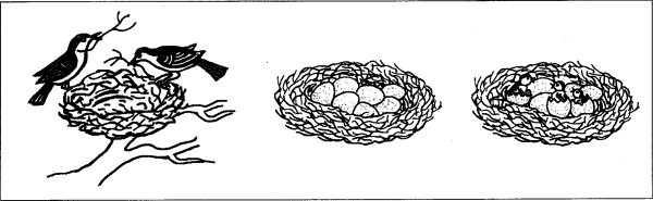 Задание птичка в гнезде