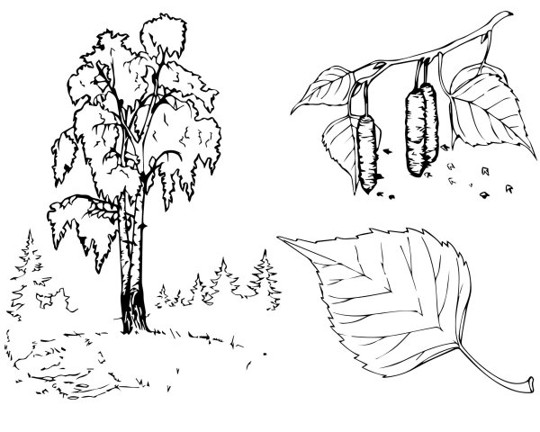 Дерево береза раскраска