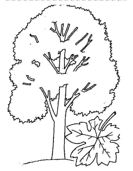 Дерево раскраска для детей