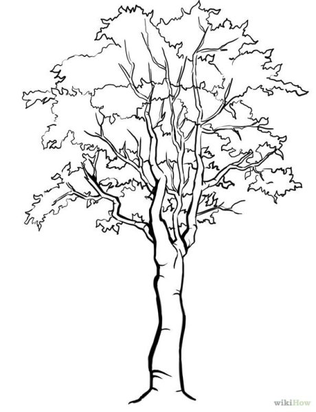 Осина раскраска