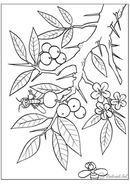 Осенние ягоды раскраски для детей