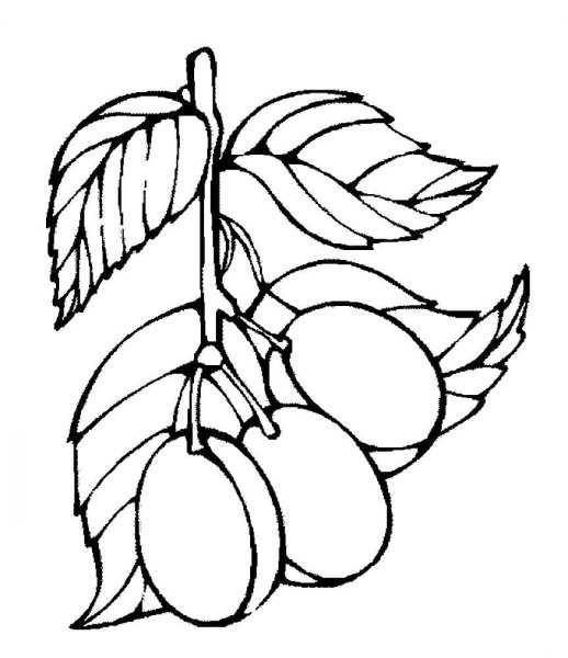 Слива раскраска