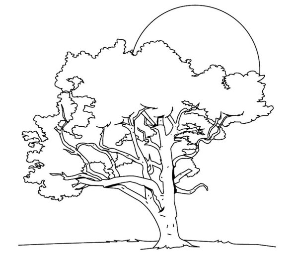 Красивое дерево раскраска