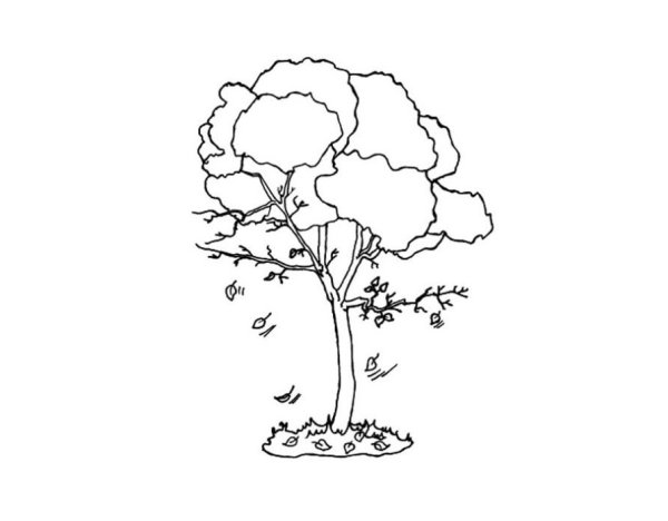 Раскраска деревья осенью