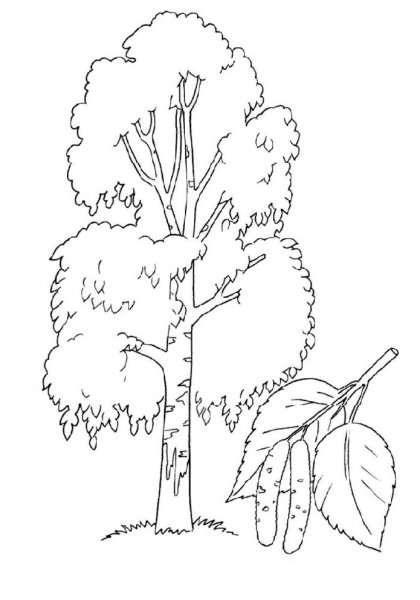 Береза раскраска для детей