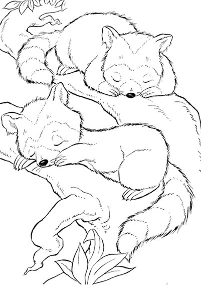 Раскраски с дикими животными