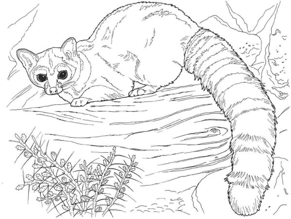 Енот раскраска