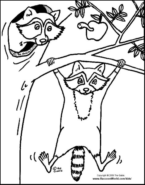 Енот раскраска