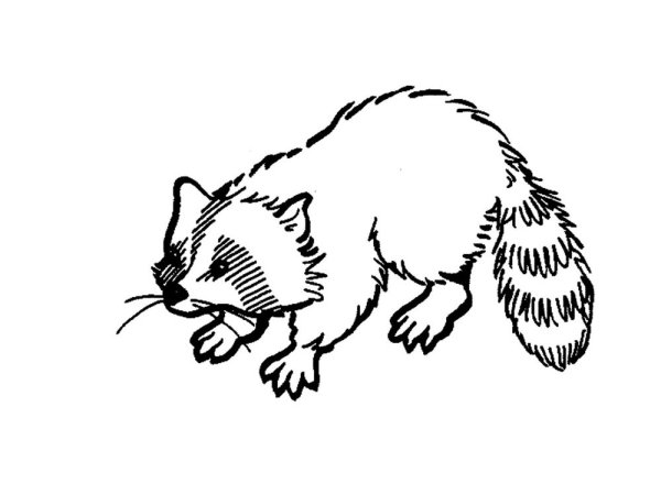 Енот полоскун раскраска