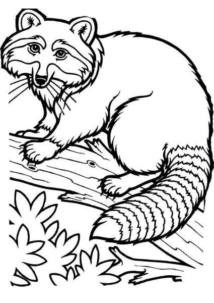 Енот полоскун раскраска