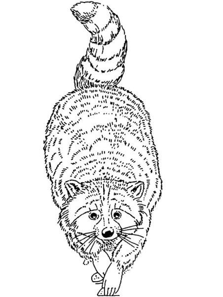 Раскраски енотов