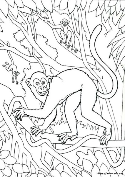 Обезьяна раскраска для взрослых